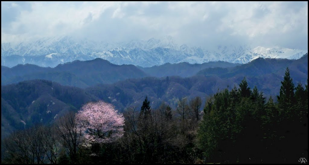 Cherry blossom and Northern Alps in Ogawa Village, Мебаши