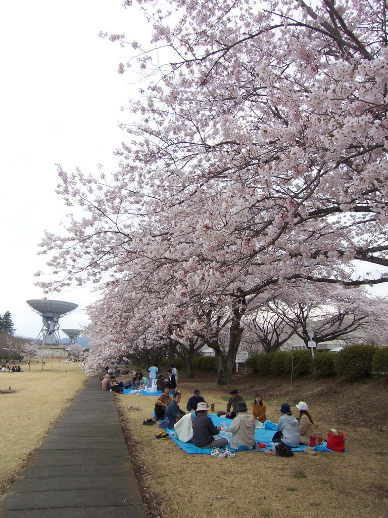 KDDIの桜, Китаибараки