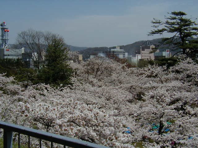 Cherry Blossom, Japanese SAKURA, Мориока