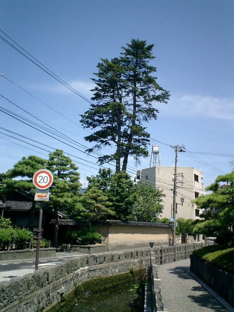 長町の栂（トガ）の木, Каназава