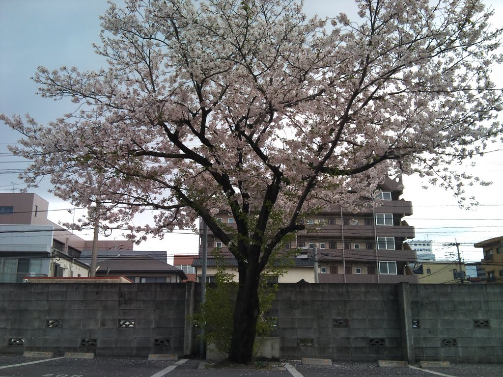 下荒田の根性桜, Изуми