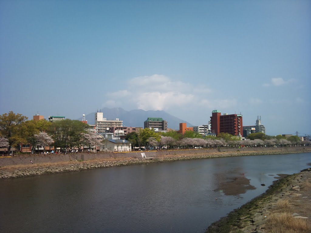 甲突川と桜, Кагошима