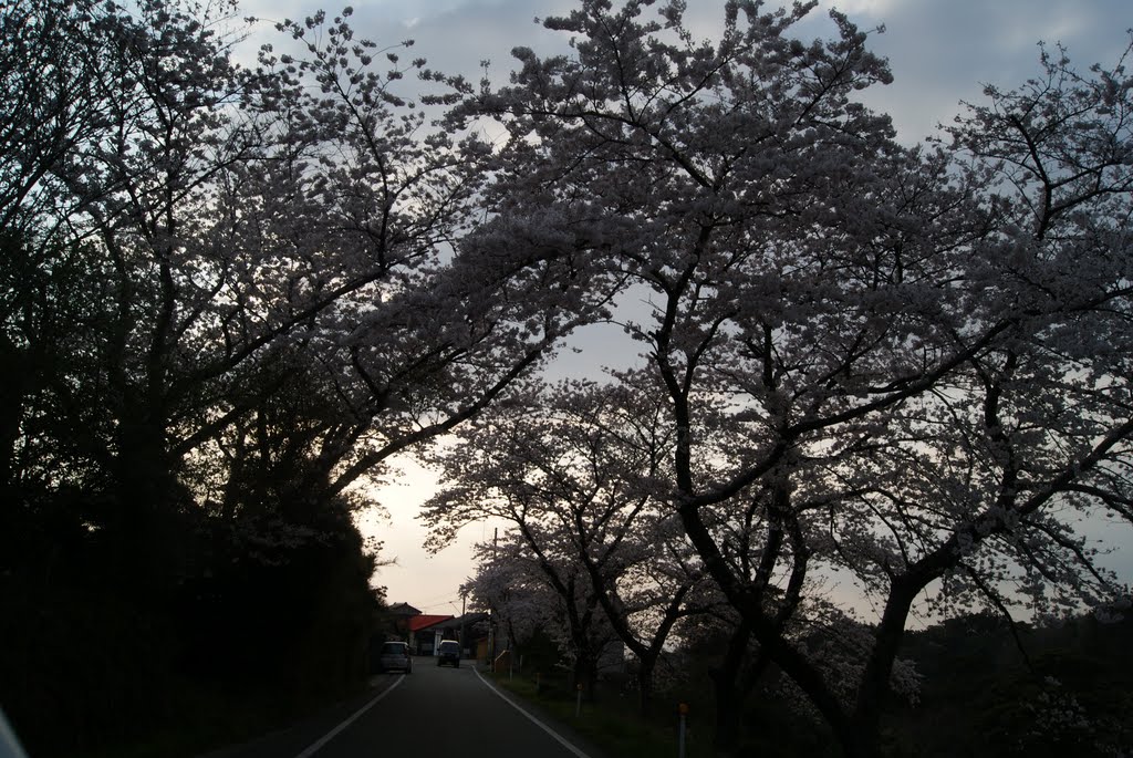 夕白町の桜, Айкава