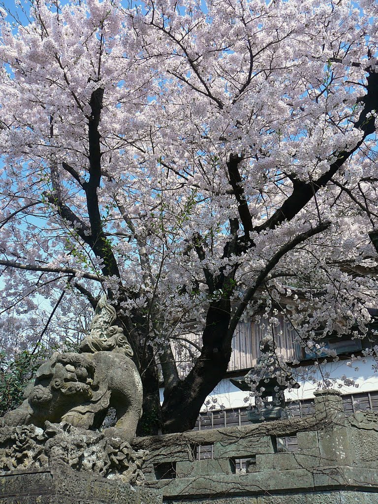 Sakura Guardian, Айкава