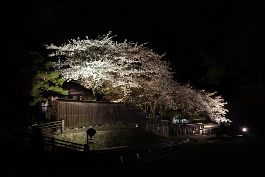 佐渡金山の庭に咲いた桜, Айкава