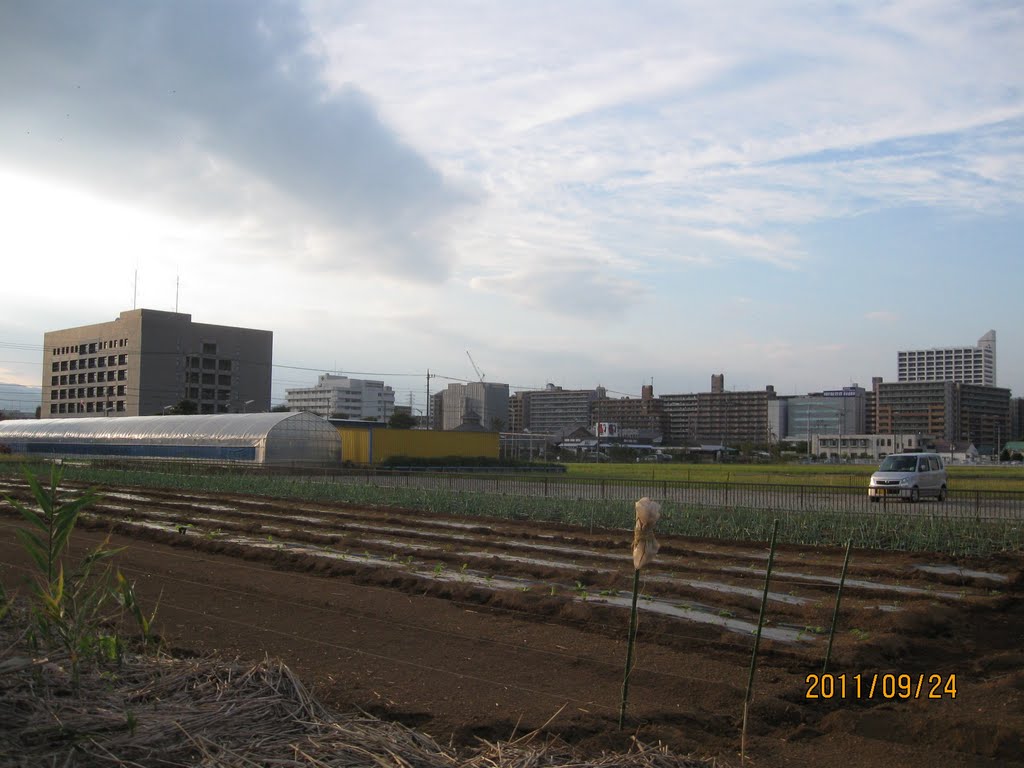 海老名市役所周辺の田畑, Ацуги