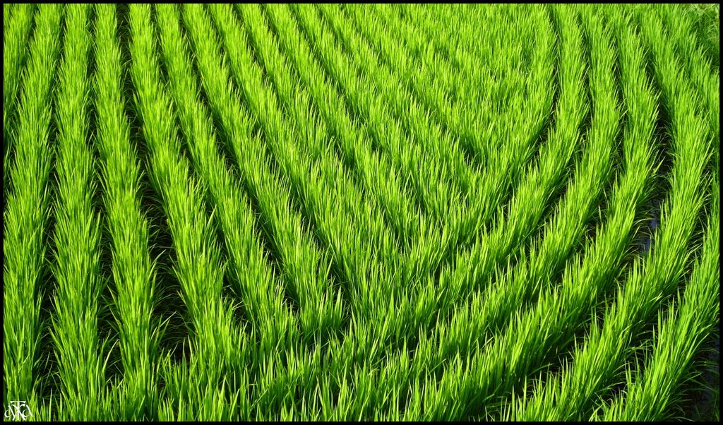 Lines and Curves in a Rice Field, Зуши