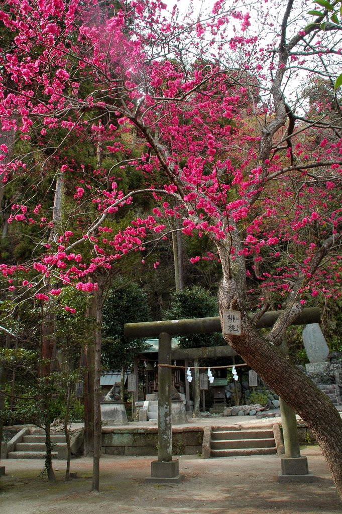 御霊神社(Gryo Jinja Shrine), Камакура