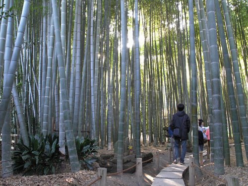 Bamboo garden walk. Houkokuji Temple, Kamakura., Камакура