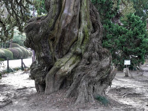 Centuries old tree. Kenchoji Temple grounds, Kamakura., Камакура