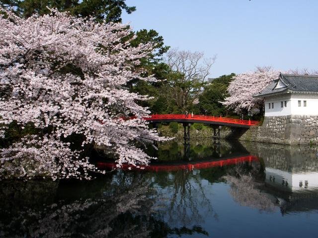 小田原お堀端の橋と桜, Одавара