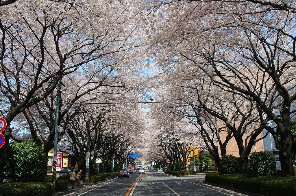 Sakura (さくら、相模原消防署横), Сагамихара