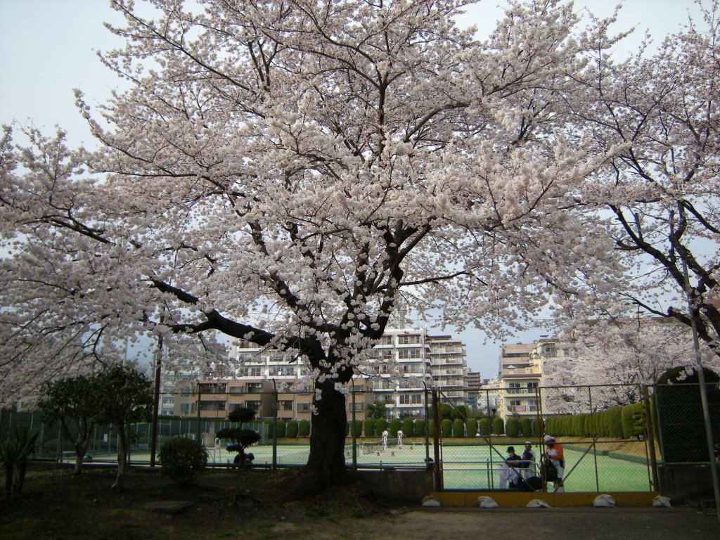 テニスコートの桜, Сагамихара