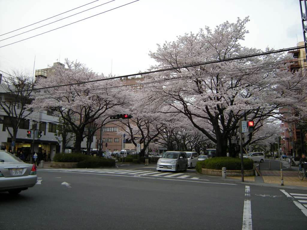 西門の桜, Сагамихара