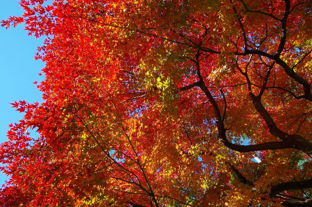 鹿沼公園の紅葉　2013.Nov., Сагамихара