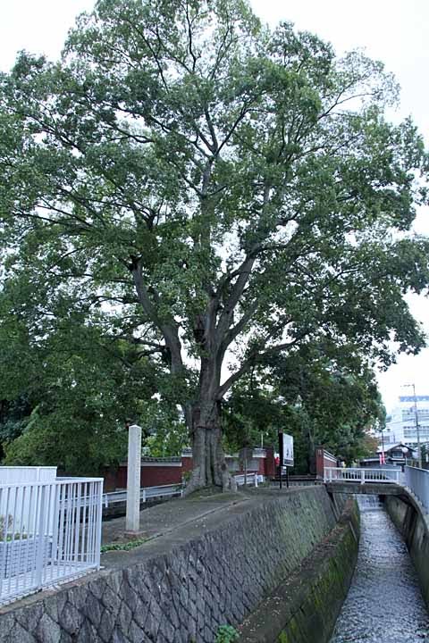 a big nettle tree on bank of Zozu-gawa River, Камеока