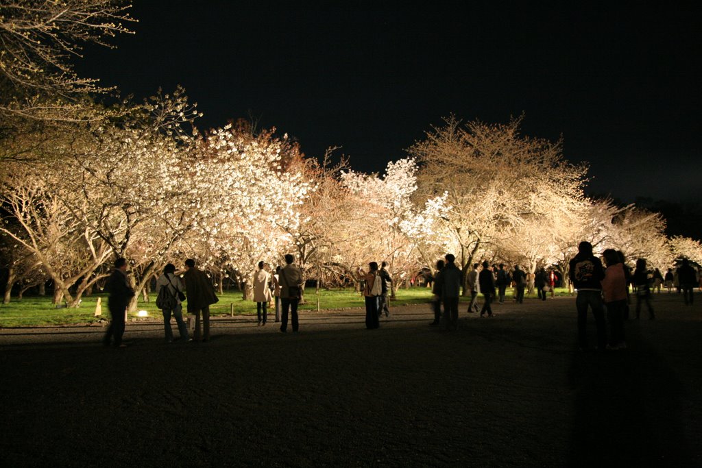 Sakura viewing, Киото
