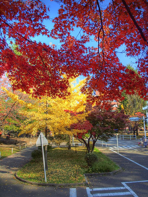 ひまわり公園, Матсумото