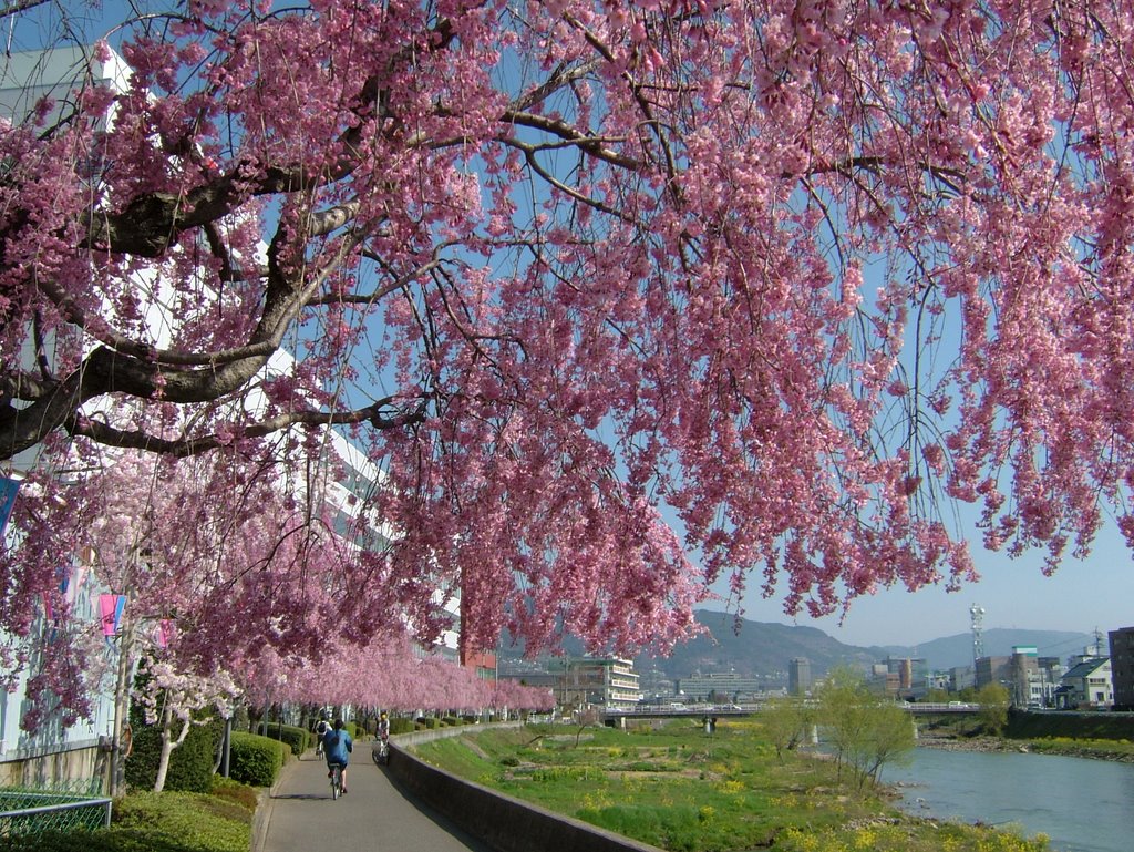 枝垂れ桜並木, Матсумото