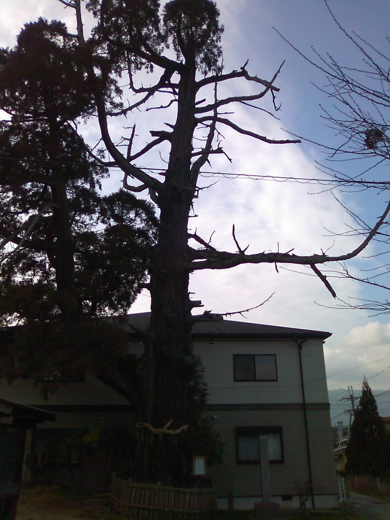 2009.02.16.　厄落としの杉, Нагано