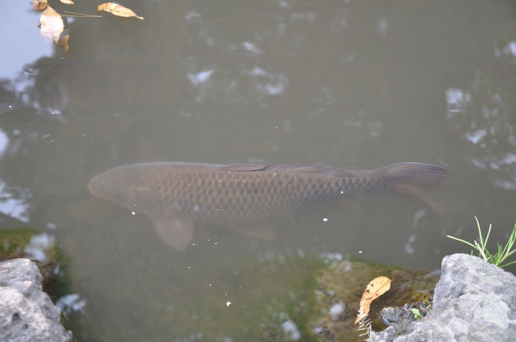 善光寺の池の鯉( A black carp, Сува