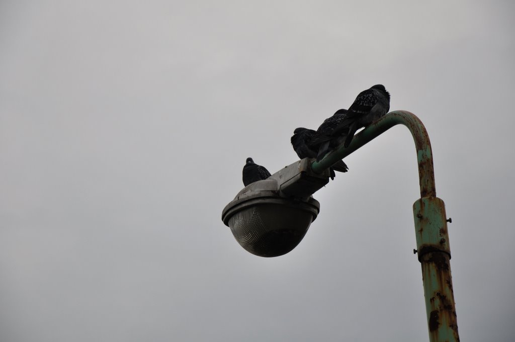 善光寺周辺の街灯の上のハト, Сува