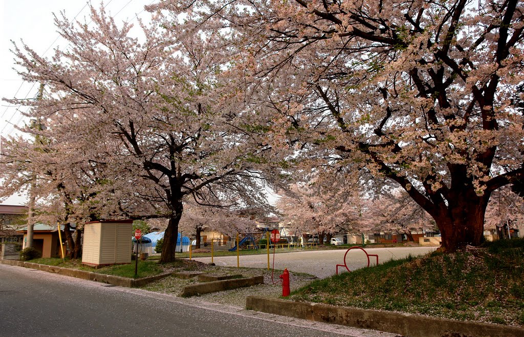 こぼれ桜の若葉町公園, Исахая