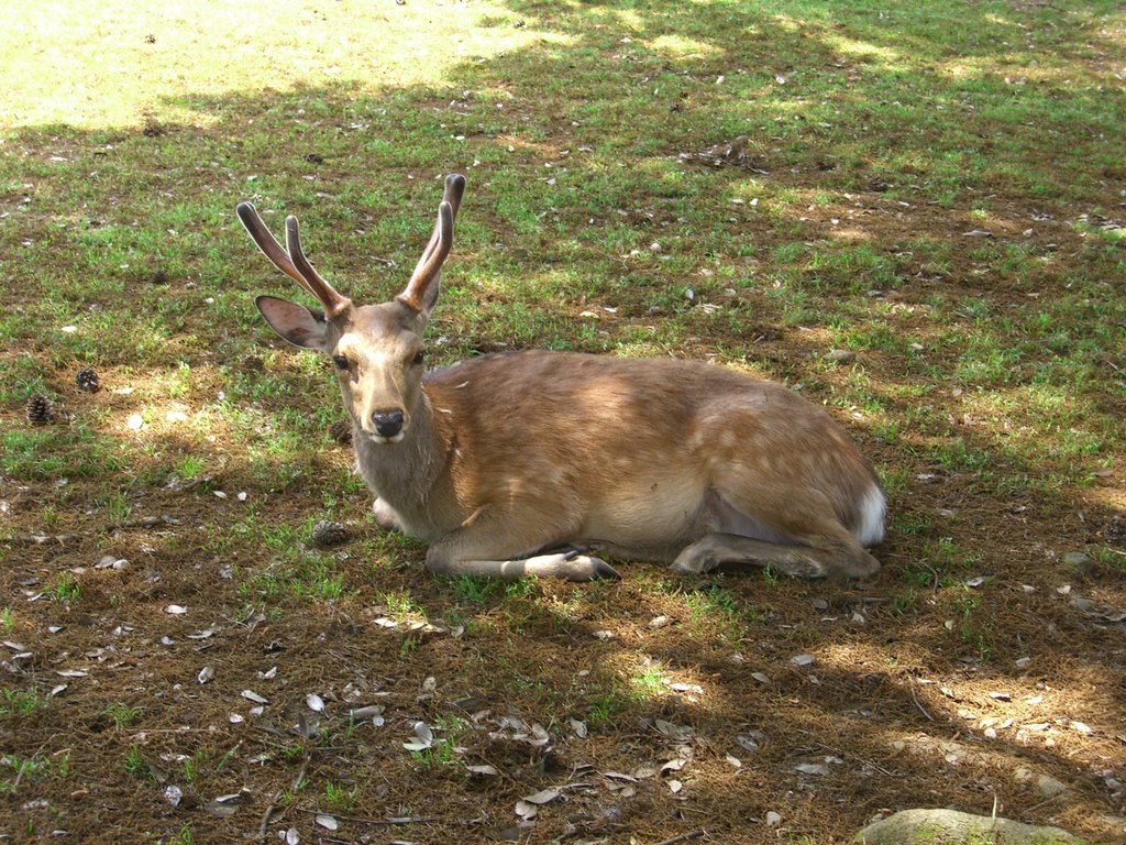 Deer in Nara, Кашихара