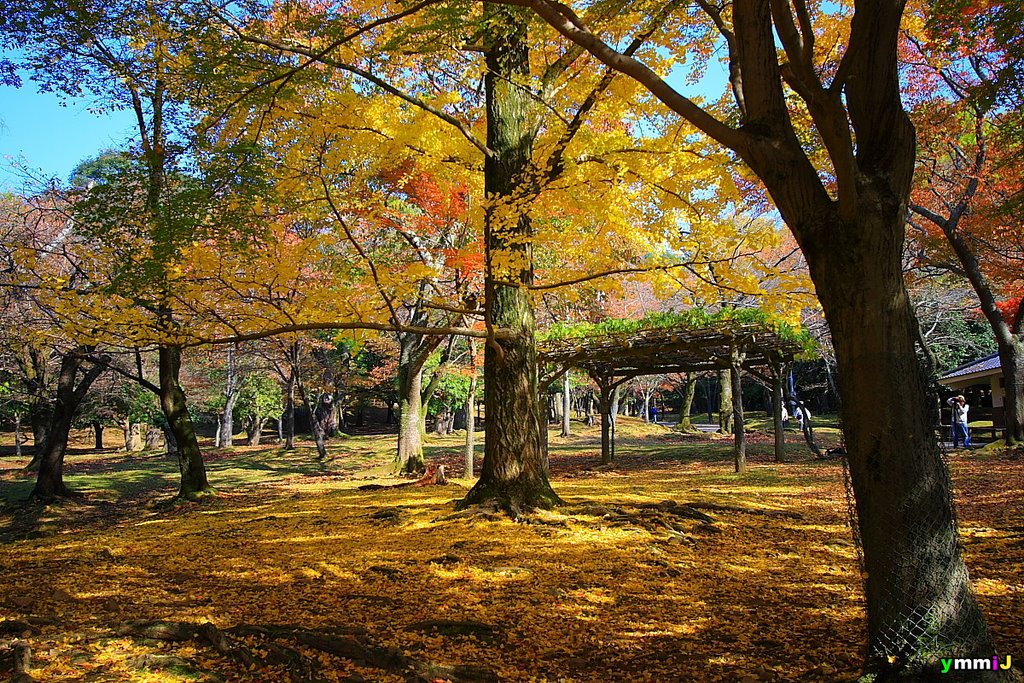 奈良公園銀杏滿地, Нара