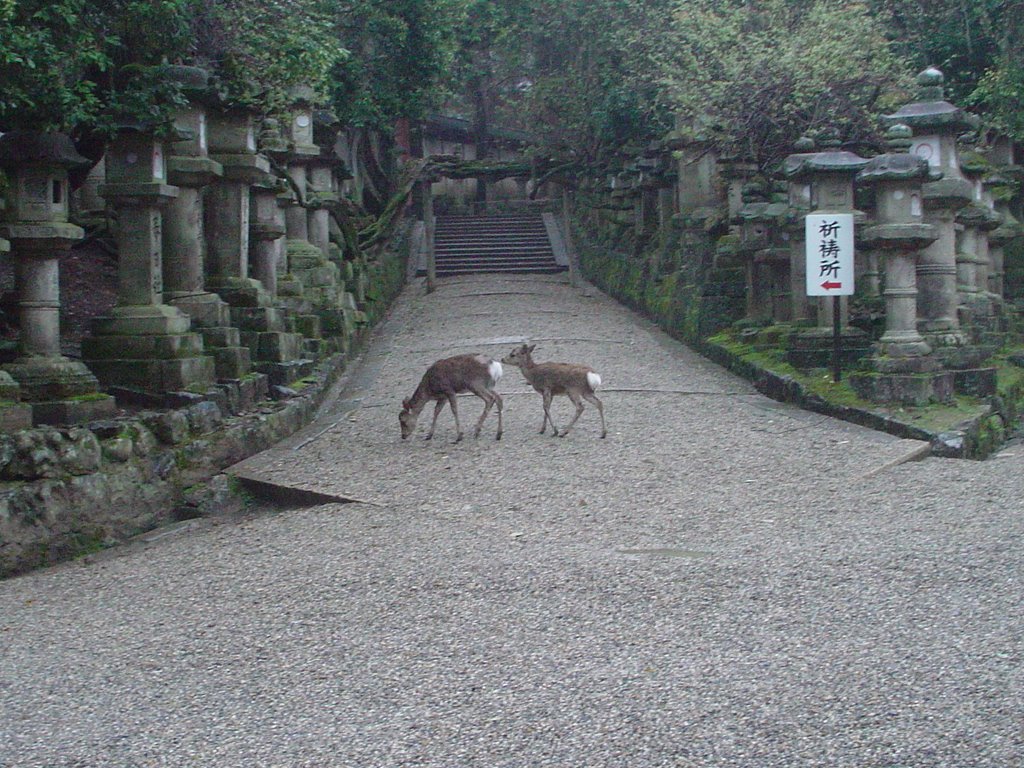 Kasuga Taisha -Sando, Нара
