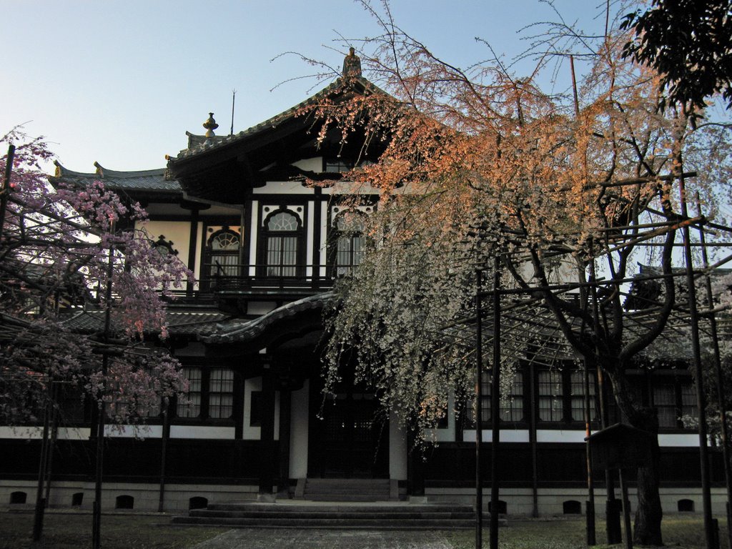 Buddhist art lib of Nara national museum and the droop cherry(Shidare-Sakura) blossoms, Нара