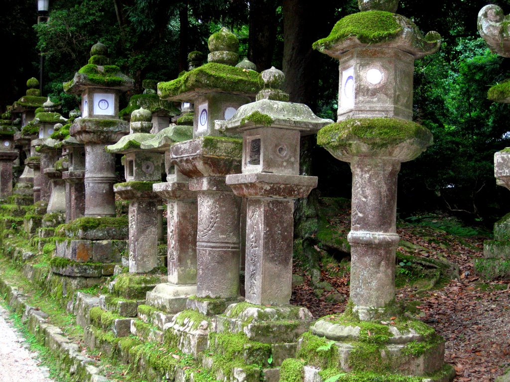 Stone Lanterns, Kasuga Taisha Shrine, Nara, Kansai, Japan, Сакураи