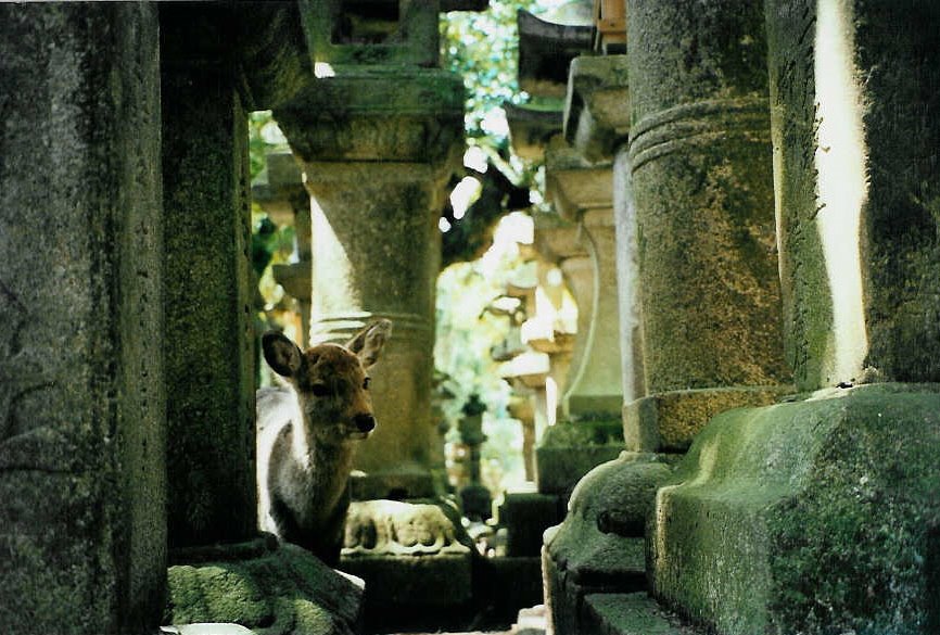 Deer in Nara, Сакураи