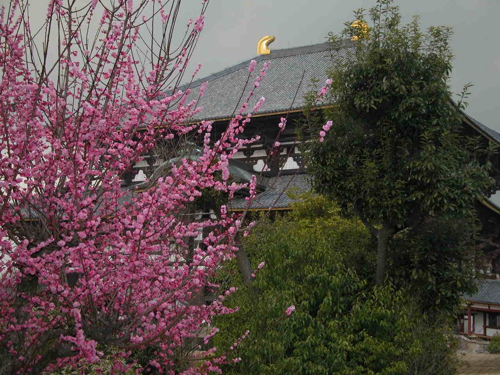 Todaiji Temple In spring 2003, Сакураи