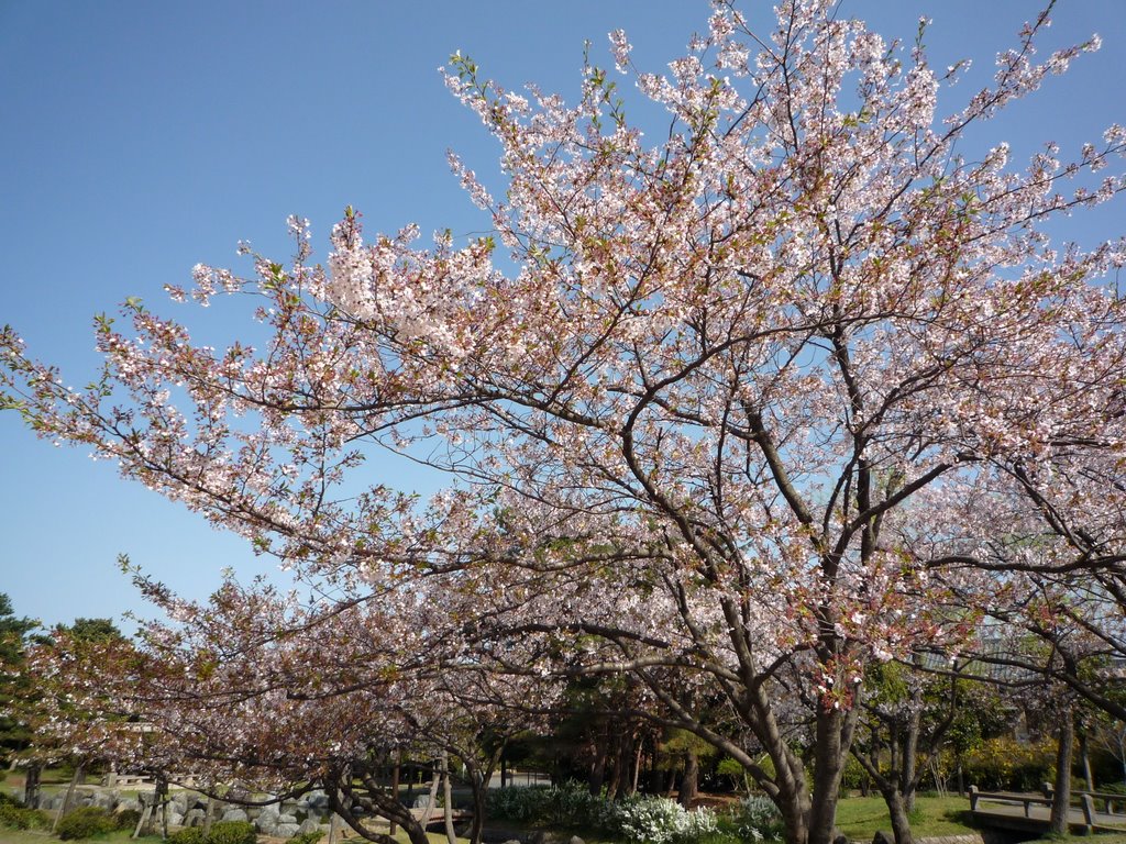 桜, Нагаока