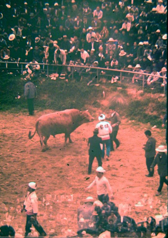 Bull Fights, Ишигаки