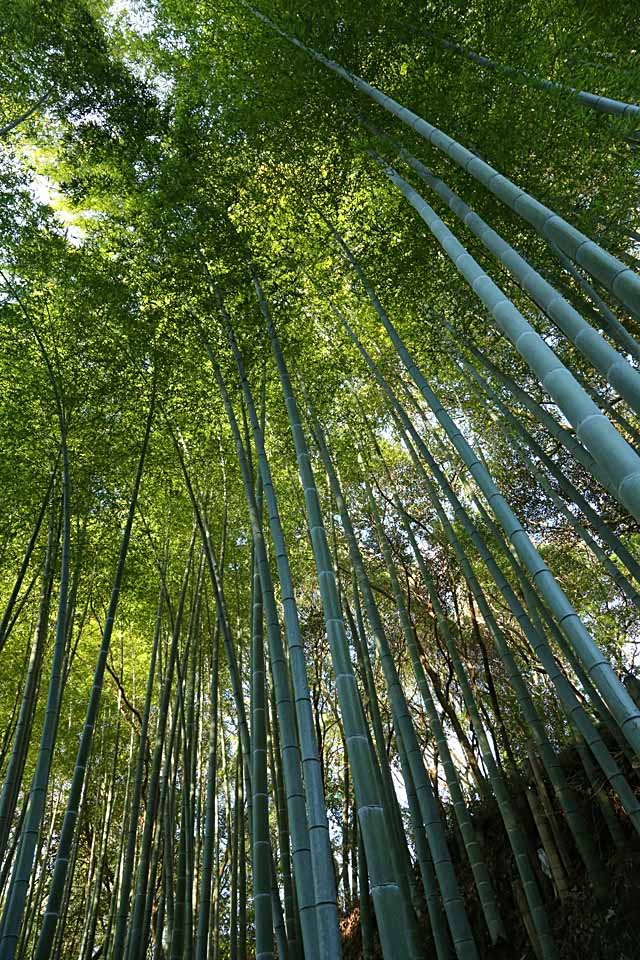 bamboo forest, Gishun-in Temple, Суита