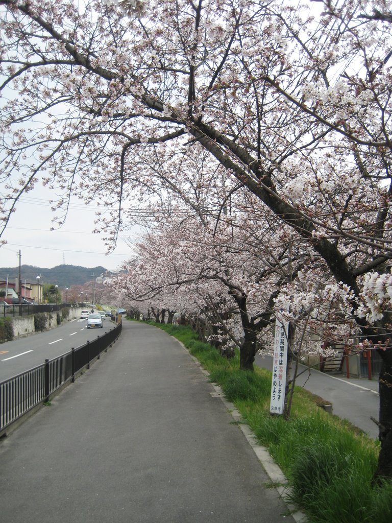 Sakura Road, Суита