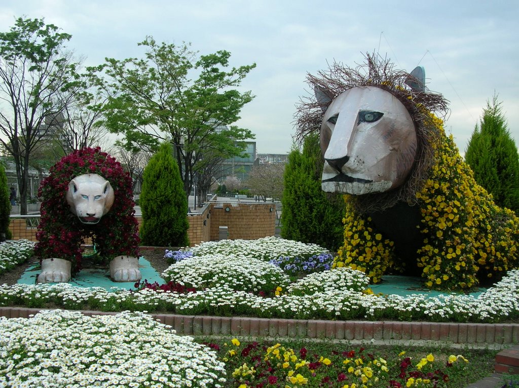 Flower lions, Такаиши