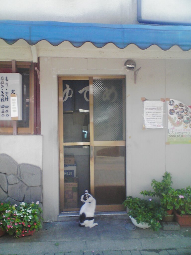 Cat at Udon shop, Вараби
