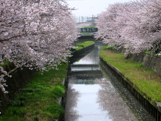 Minami Yono 南与野 鴻沼川, Вараби