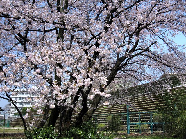 Urawa 白幡沼の桜, Вараби