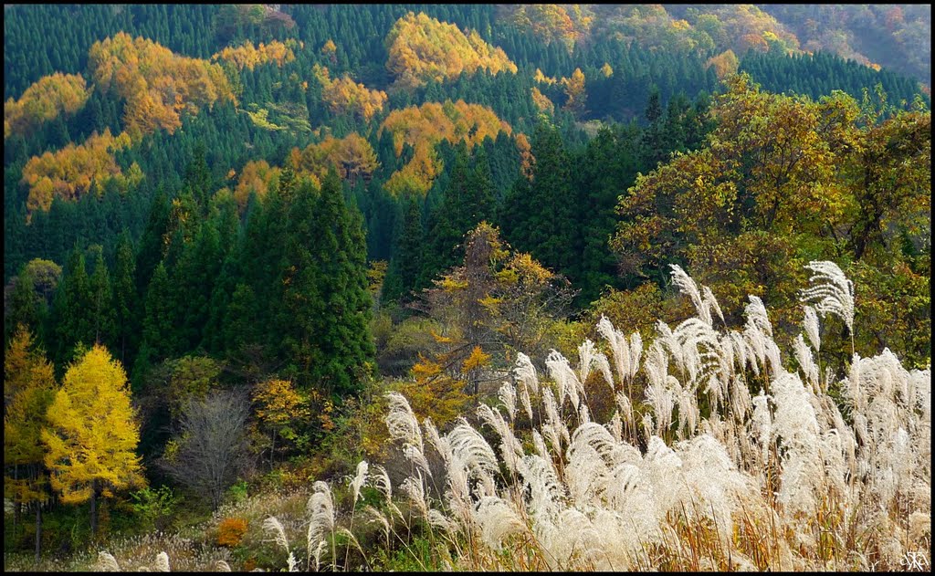 Green Cryptomerias, Yellow Larches and Silver Maiden grass, Кавагучи