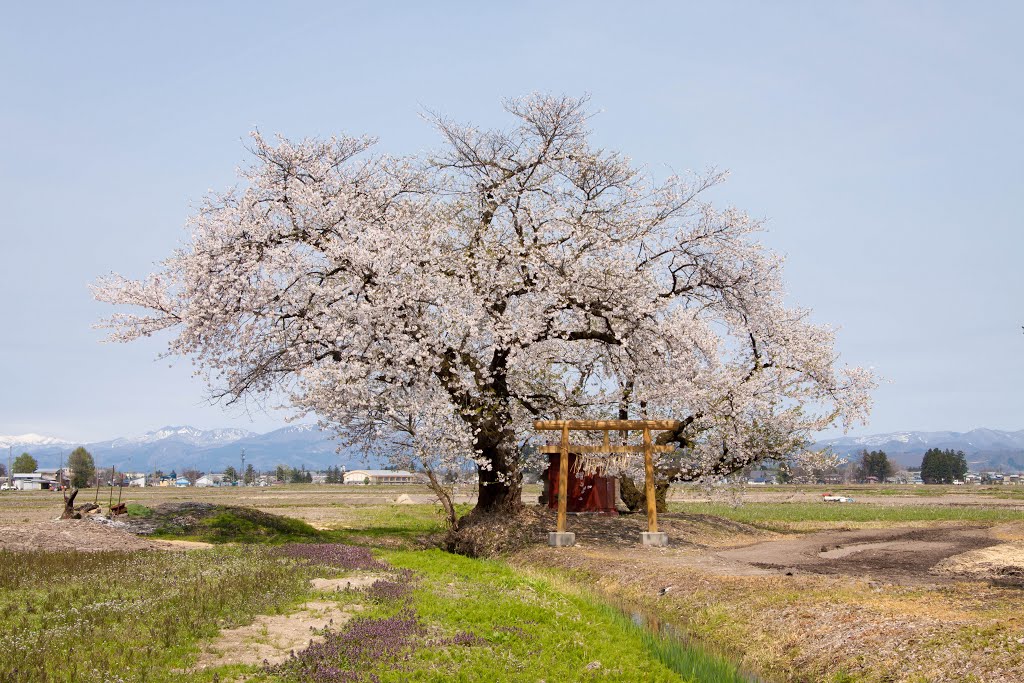 城戸集落の桜, Масуда