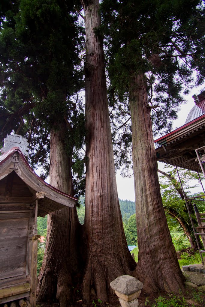 小栗山神社の大杉, Масуда