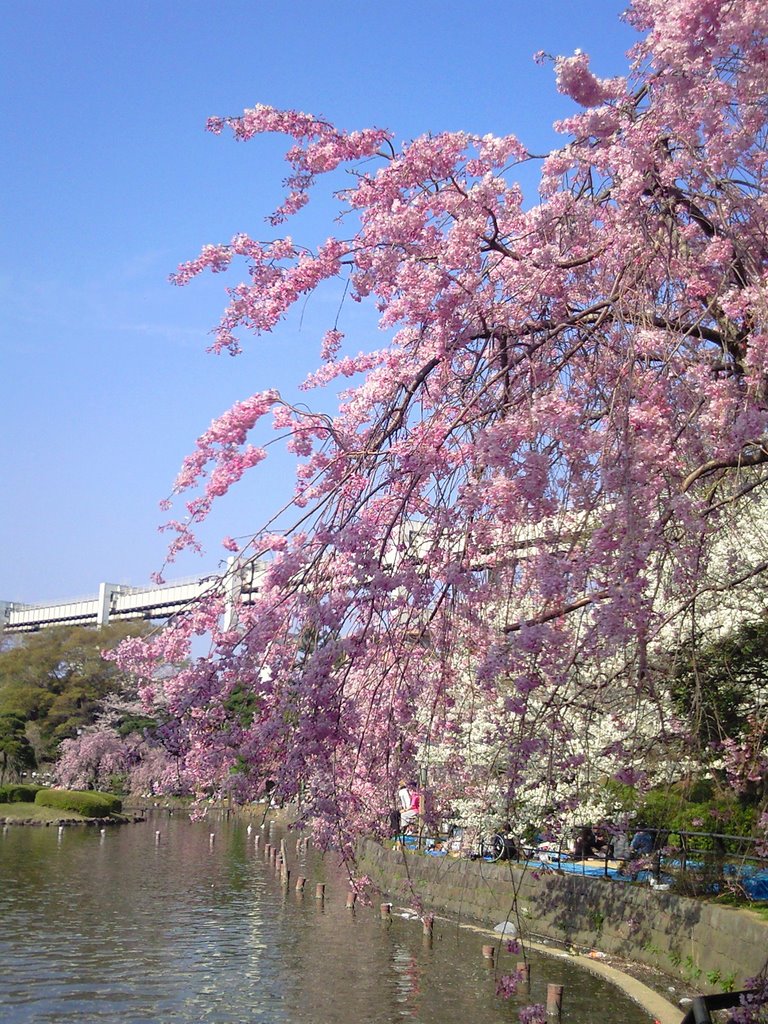 Chiba Park, Ичикава