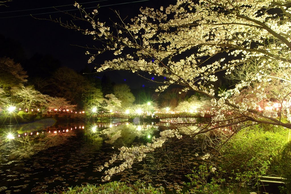 夜桜(The sight of cherry blossoms by night), Мобара