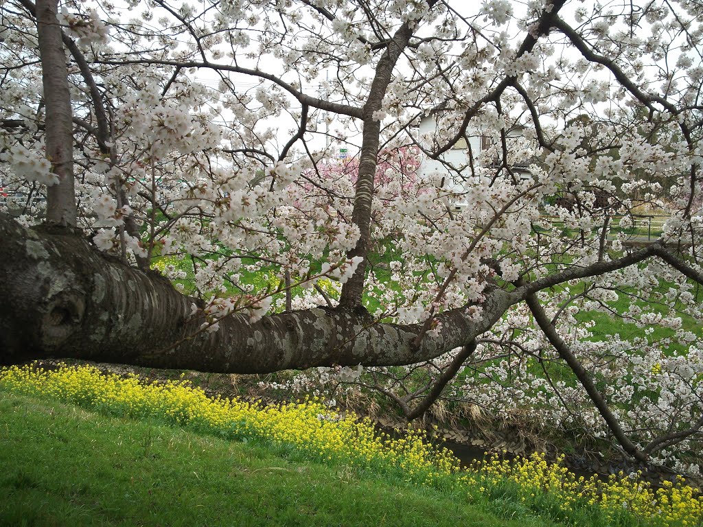 桜と菜の花, Мобара