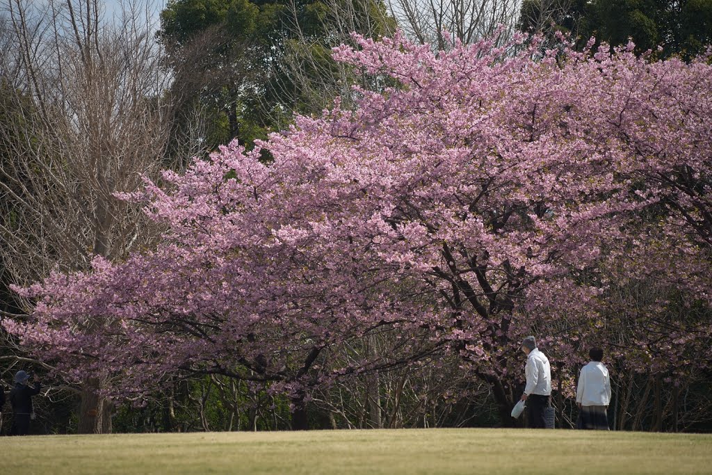 Kawazuzakura＠Aobanomori 20130315_121831, Хоши