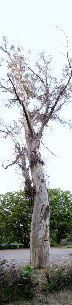 生まれて初めて、ユーカリの木に触れてみました。表面はツルツルでピカピカ風ですが、実際は産毛が一面に生えているようなソフトな感触です。しかしながら、大木ですので非常に堅いです。うまく表現できませんが・・・「非常に堅い、モケット地のような感じ」。小金井公園にて、パノラマ撮影です。, Кодаира